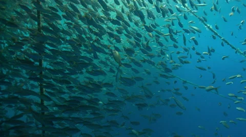 School of fish swimming in ocean 스톡 동영상 46665019