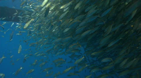 School of fish swimming in ocean Stock Footage 46665876