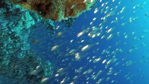 A school of fish swimming in the ocean Video stock 276077488