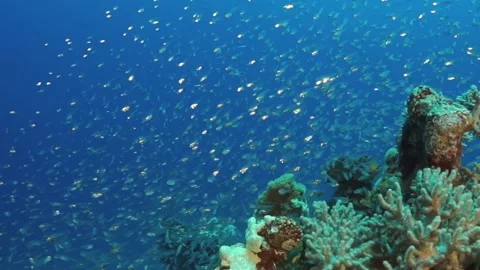 A school of fish swimming in the ocean Stock Footage 276276087