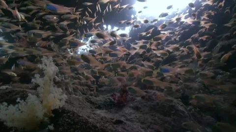 School of fish swimming in ocean Stock Footage 276341572