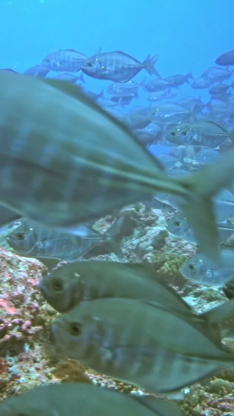 A school of fish swimming in the ocean Stock Footage 282434294