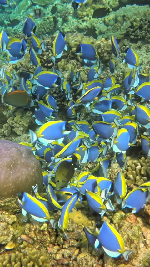 A school of fish swimming in the ocean Video stock 282435565