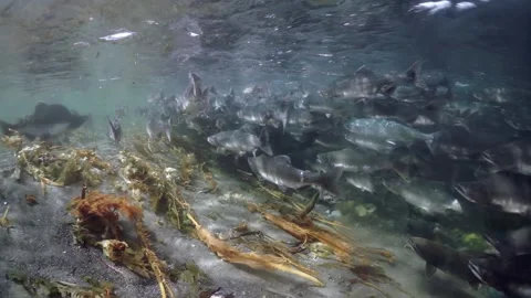 A school of fish swimming in the ocean Stock Footage 285499367