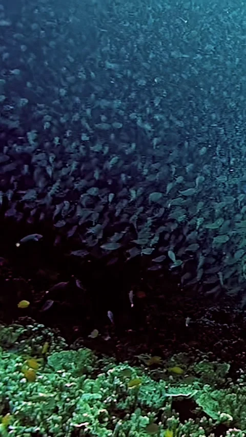 A school of fish swimming in the ocean Stock Footage 289820647