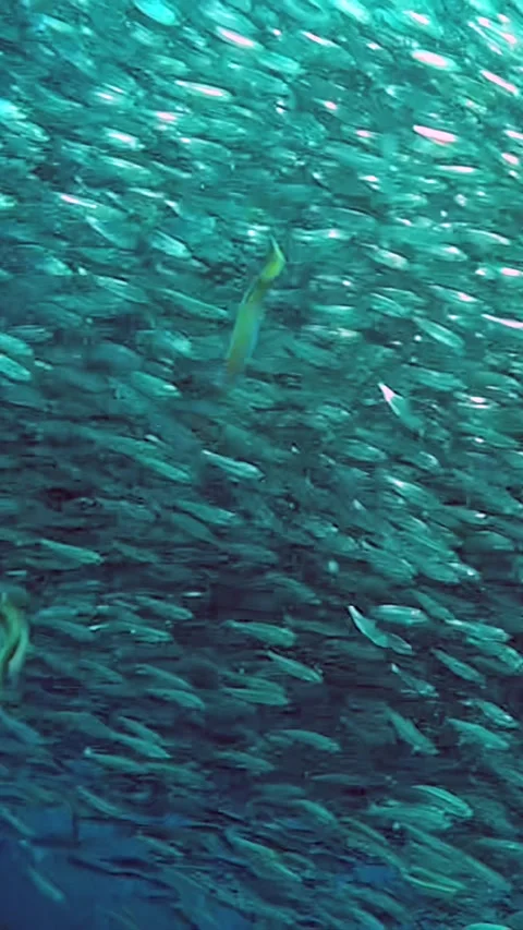 A school of fish swimming in the ocean Stock Footage 289820679
