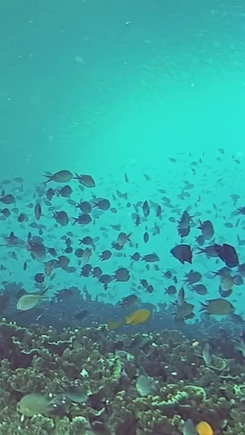 A school of fish swimming in the ocean Stock Footage 289820737