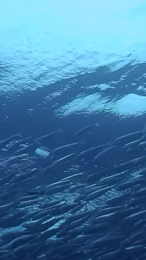 A school of fish swimming in the ocean Stock Footage 289820829