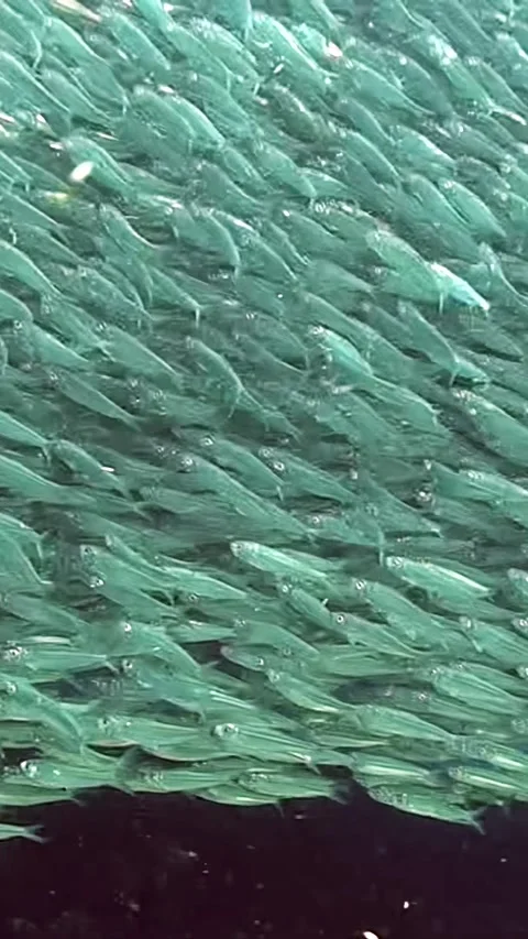 A school of fish swimming in the ocean Stock Footage 289820903