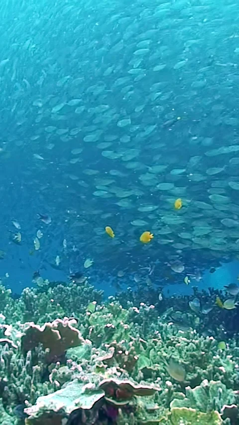 A school of fish swimming in the ocean Stock Footage 289820916
