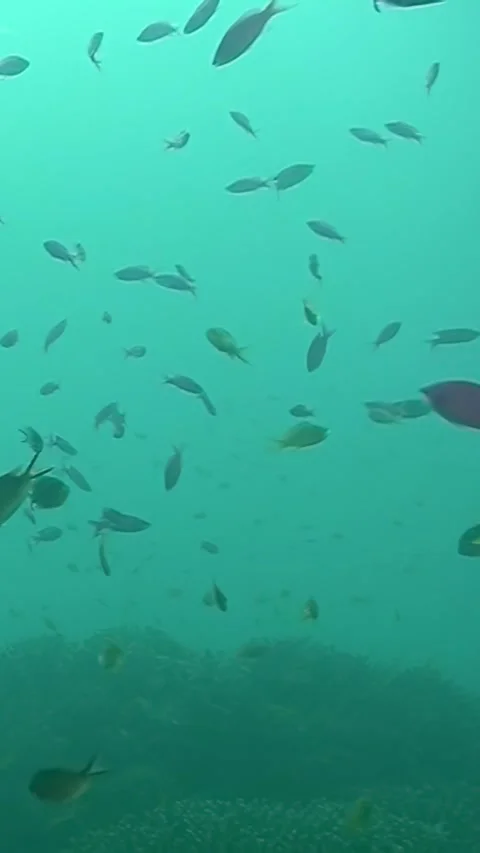 A school of fish swimming in the ocean 스톡 동영상 295938165