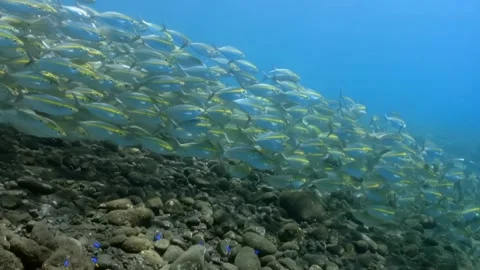 A school of fish swimming in the ocean Stock Footage 298860962