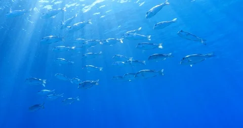 School of fish swimming with sun rays shining  in crystal clear water 4K Stock Footage 107887865