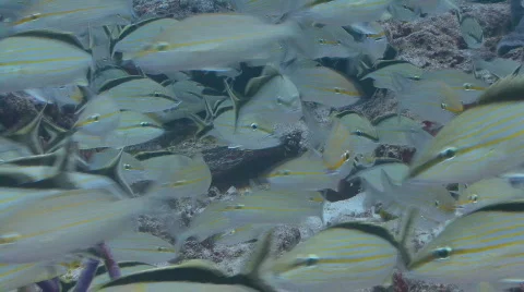 School of fish swimming through 2 shots Vidéo 654317