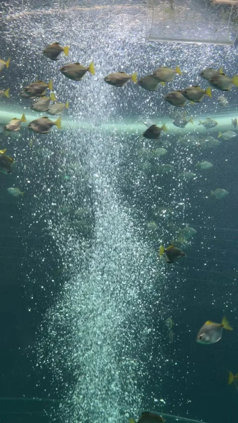 School of fish swimming through bubbles in blue aquarium water, underwater marin Stock Footage 342758778