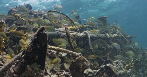 School of fish swimming through ship wreckage in Atlantic ocean 스톡 동영상 109336446