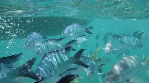 A school of fish swimming under a boat Stock Footage 80345565