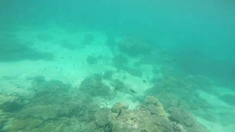 School of fish swimming undersea Video stock 85773573