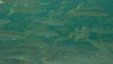 School of fish swimming underwater Stock Footage 100993547
