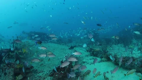 School of Fish Swimming Underwater Stock Footage 208860498