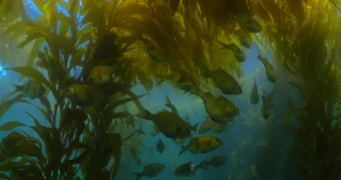 School Of Fish Swimming Underwater In Kelp Forest - Monterey, California Vidéo 154787254