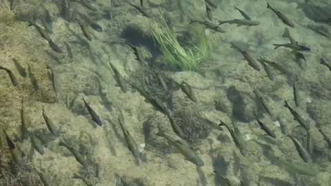 School of fish swimming upstream Video stock 89172950