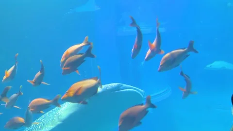 A school of fish swimming in the water inside the aquarium Stock Footage 129064317