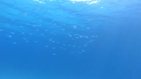 A school of fish swims across the frame. Stock Footage 128556180