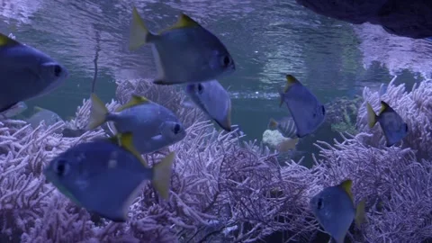 A school of fish swims in the aquarium Stock Footage 267353365