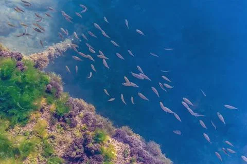 School of fish swims around algae under blue water in the Adriatic Sea in Bud 스톡 사진