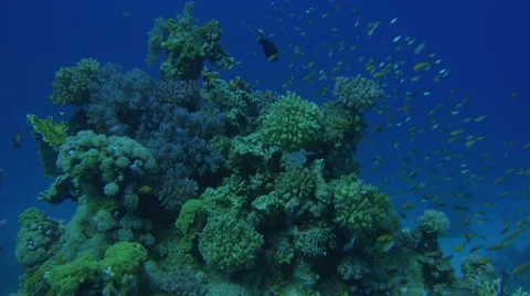 School Of Fish Swims Around Some Beautiful Corals 4K Stock Footage 68040820