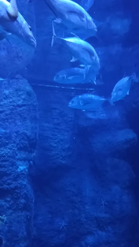 A school of fish swims in a circle in a large aquarium Stock Footage 308929341