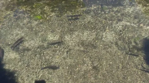 School of fish swims in clear water. Video stock 326215531