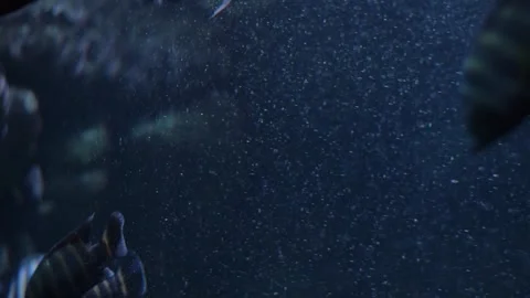 A school of fish swims in a dark aquarium, creating a dramatic underwater s.. Stock Footage 341348836