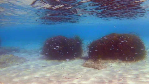 A school of fish swims in Greece 스톡 동영상 219694036