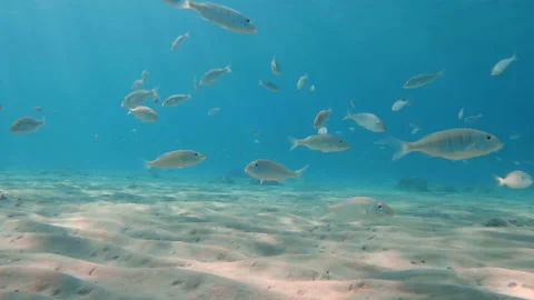 A school of fish swims in Greece 库存影片 219694376