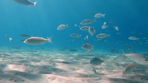 A school of fish swims in Greece 스톡 동영상 219694389