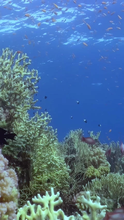 A school of fish swims in the ocean Stock Footage 282615779