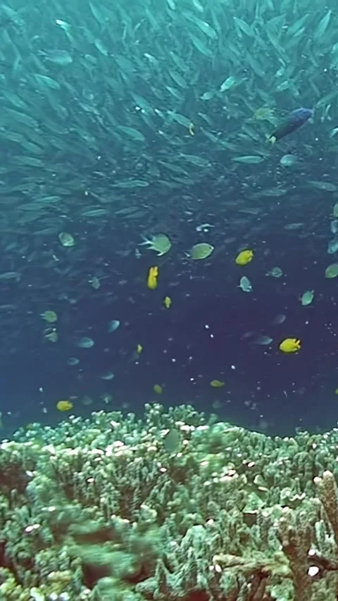 A school of fish swims in the ocean Stock Footage 289820661