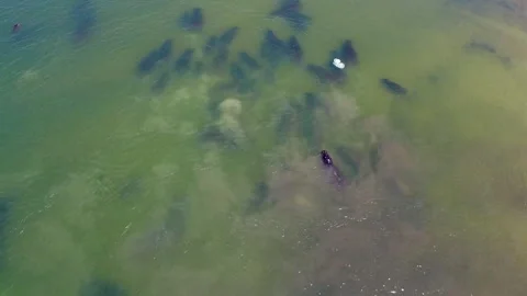 School of fish swims in Okavango Delta waters captured from above Stock Footage 326018253