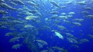 School Of Fish Swims In Reef And In Blue Sea. Stock Footage