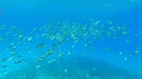 School of Fish Swims in the Sea Vídeos de archivo 61920244