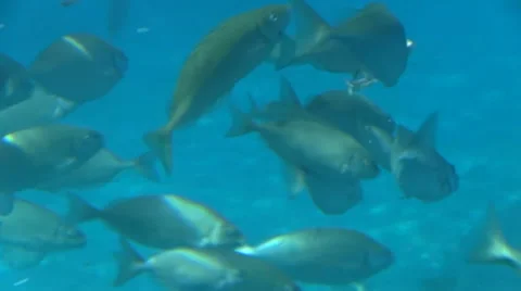 School of Fish Swims in the Sea Vídeos de archivo 61920256