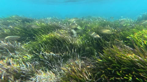 School of fish swims through dense underwater grass 스톡 동영상 347121486