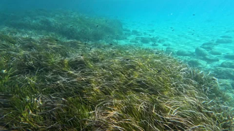 School of fish swims through dense underwater grass Stock Footage 347122105
