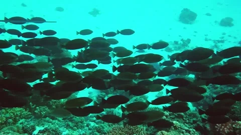 School of Fish Swims Through Vibrant Coral Reef Underwater Stock Footage 316577674