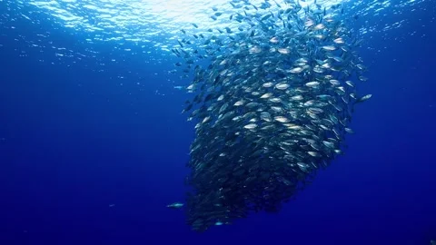 School of fish swims together in deep blue ocean water. Stock-Footage 341071558