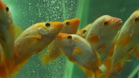 School of fish swims vertically in decorative aquarium close Stock Footage 130169238