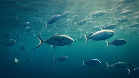 School Fish Trevally Underwater Surface Rays Stock Footage 106655403