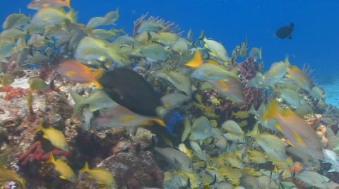 School of fish tunich 2 shots Stock Footage 654549